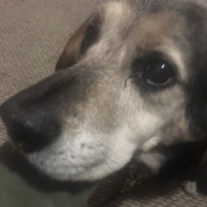 Meet your Posher, Destiny